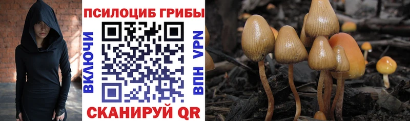 кракен ссылки  Биробиджан  Псилоцибиновые грибы Psilocybe 